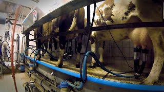 Milking cows on a small dairy farm [upl. by Bertie]