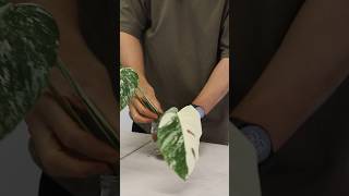 Monstera albo transferring albo cutting from water to soil indoorplantscare plantshorts [upl. by Caressa467]