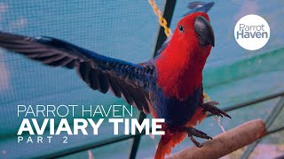 Eclectus Parrots In An Aviary [upl. by Drew]