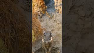 tiger wildlife shortsvideo [upl. by Erdnaxela849]