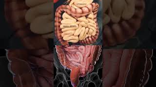 Constipation 3d Animation Anatomy Presentation anatomy viralvideo shorts meded [upl. by Chiquia49]