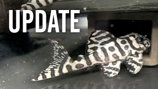 Fish Room Update  Keeping and Breeding New Plecos [upl. by Athenian]