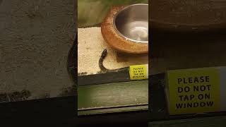 Kingsnake Filmed at the Fernbank Science Center in Decatur GA [upl. by Hasan]