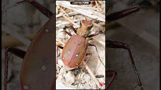 Cicindela maroccana pseudomaroccana  Moroccan Tiger Beetle  Escarabajo Tigre new nature shorts [upl. by Khalin]