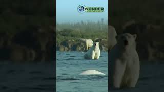 Witness the Art of the Hunt Polar Bears vs Belugas [upl. by Papke]