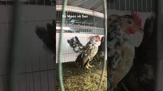 🐔 Gà Serama bé Moon và Sun… [upl. by Htial]