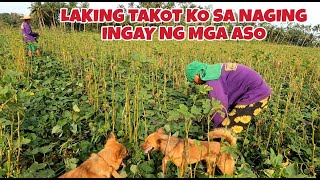 laking gulat ko sa ingay ng mga aso [upl. by Airtal]