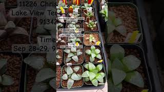 Renny’s Haworthia will be at LA Succulents Nursery Sep 2829 rennyshaworthia [upl. by Tabib907]