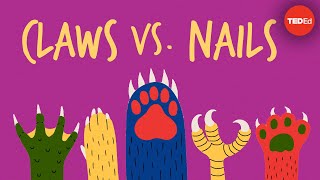 Claws vs nails  Matthew Borths [upl. by Canon]