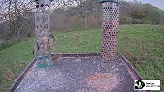 LIVE Birdfeeder camera in Devon  Birds and woodland wildlife [upl. by Hallutama]