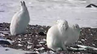 An Arctic hare eats its own fecal pellets [upl. by Lotson]