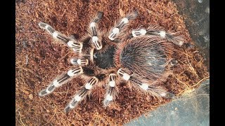 Краткое описание вида паука птицееда Acanthoscurria geniculata [upl. by Suh]