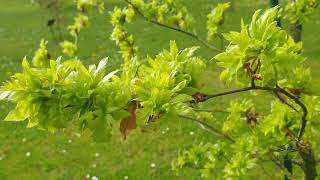 Fagus sylvatica Crarae buk lesní [upl. by Atsugua]