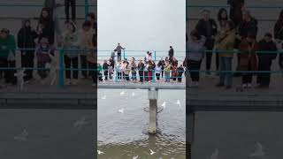 Qingdao Zhanqiao People and gulls dance together to paint a harmonious winter picture [upl. by Yrram275]