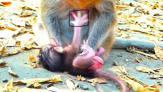 OhGodd Small longtail Monkey Baby fall on the cement while unable to cling on mummy [upl. by Aiym7]