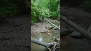 Saving a Woolly Bear Caterpillar in a Creek in the Woods caterpillar [upl. by Eyeleen79]