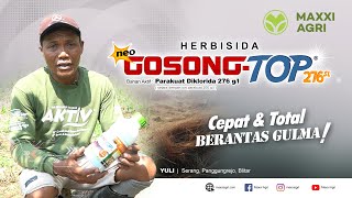 maxxiagri  herbisida Neo GOSONGTOP 276SL Cepat amp Total Basmi gulma Lahan jagung josss mantap [upl. by Mclyman304]