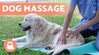 Relaxing MASSAGE for DOGS 🐶 Benefits amp What to Do [upl. by Ainitsirhc]