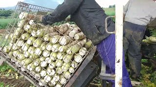 Daikon Radish Harvesting  Giant Japanese Radish [upl. by Liba446]