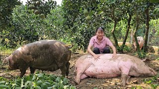 Closeup of sows experiencing the feeling of freedom in the garden Breeding sows  Ep 281 [upl. by Quintana]