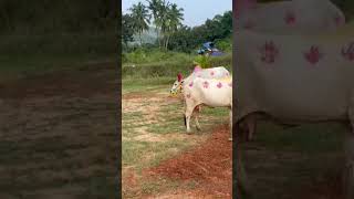 Koorma gramam viewsviralvideosubscribersgrow hindu dharmam [upl. by Healy]