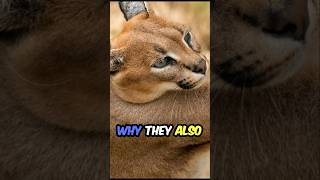 You Won’t Believe What This Caracal Can Do 😱  Fascinating Facts About the Desert Lynx [upl. by Aharon]