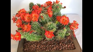 Cleaning Large CACTUS🌵Echinocereus triglochidiatus🌵 Episode 136 [upl. by Mata747]