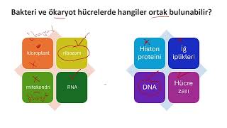 9 Sınıf Tema 16 bakteriler [upl. by Yeslaehc]