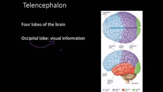 Telencephalon Limbic system and basal ganglia [upl. by Jonathon]