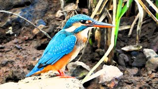 Common Kingfishers hunt for prey [upl. by Akyeluz433]