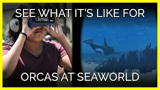 Can Virtual Reality Help Orcas at SeaWorld [upl. by Bremer]