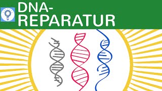 DNAReparaturMechanismen Fotoreaktivierung Postreplikationsreparatur Excisionsreparatur Genetik [upl. by Annavahs881]