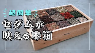 345 セダムが10倍可愛くなる木箱【 多肉植物  ガーデニング 】 [upl. by Finegan]