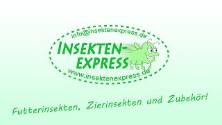 InsektenZucht Spezialist für Futtertiere Insektenexpress [upl. by Ainorev]