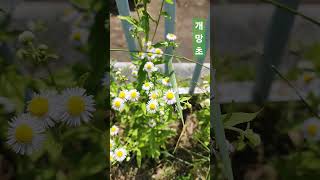 개망초 개망초 annual fleabane Erigeron annuus L Pers [upl. by Lewanna16]