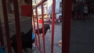 VACA BRAVA MOZO LE COJE DEL CUERNO Y SE LLEVA UN SUSTO TOROSCERRILES toros vaca bravos fypシ゚ [upl. by Annoynek]