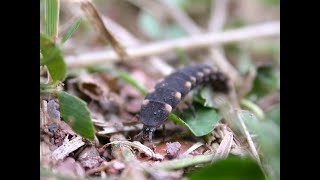 An early May survey for Glow Worm larvae [upl. by Ecinev]