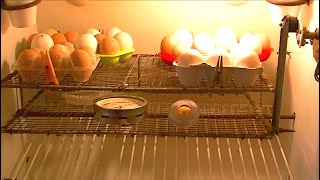 Incubadora casera automática con incubación de huevos de gallina [upl. by Peppard]