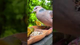 The fat bird is eating birdsfeedthebirds wildlife birdbath viralvideos [upl. by Taima142]