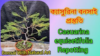 ক্যাসুরিনা বনসাই প্রতিস্থাপন 😀 Casuarina equisetifolia Repotting [upl. by Bronson]