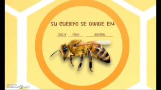 Las Abejas Qué son y cómo son [upl. by Brietta634]