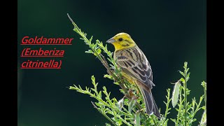 Die Goldammer Emberiza citrinella  Artportrait [upl. by Lanti]