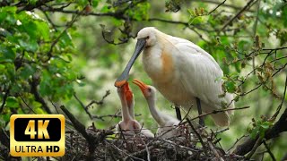 Spoonbill feeding to babies❤️❤️  Ultra HD 4K [upl. by Madelle548]