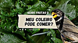 QUAIS FRUTAS O MEU COLEIRO PODE COMER [upl. by Dehsar211]