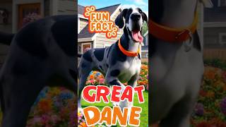 Fun facts for kids about Great Danes doglover greatdane dog [upl. by Millar]