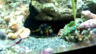 Peacock Mantis Shrimp vs Emerald Crab 4 [upl. by Siva]