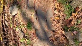 Little Stony Man Trail Shenandoah National Park hikingadventures trail mountains nature view [upl. by Elidad785]