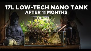 17L LowTech Nano Tank  The BEST NATURE AQUARIUM Ive ever made [upl. by Eneleh]