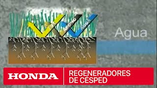 Regeneradores de césped Honda [upl. by Torosian]