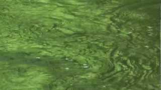 Relaxation Meditation Nature Scenes1The Oirase Stream新緑の奥入瀬渓流 [upl. by Suoicserp20]